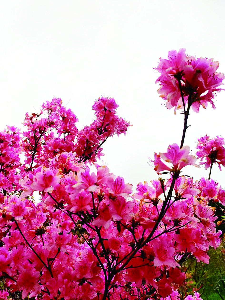 2b09da90-2b97-4b31-b46e-071bdc94c79a.jpg